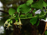 S. Scrophularioides