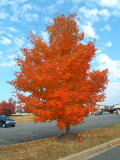                    The Welcoming Tree