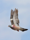 Woodpigeon-Columba palumbus