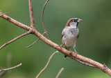 House sparrow-Passer domesticus