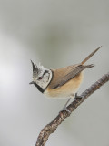 Crested tit-Parus cristatus