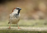 House sparrow-Passer domesticus