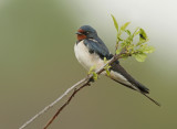 Barnswallow-Hirundo rustica