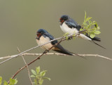 Barnswallow-Hirundo rustica