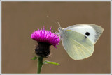 Large White