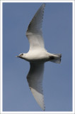 Ivory Gull