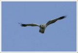 Hen Harrier