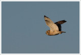 Short-eared Owl