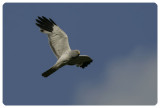 Hen Harrier