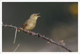 Grasshopper Warbler