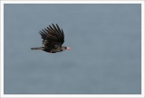 Chough