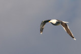 Lesser Black Backed  Gull