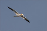 Gannet