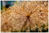 Bellevue Botanical-0836.jpg