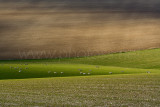 South Downs VIII
