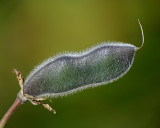 Seed Pod