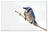 Winter Bluejay