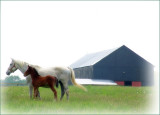 horses4856.jpg