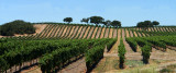 <b>5th (tie)</b><br>WINE COUNTRY CALIFORNIA COAST<br>by Dale Hardin