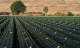 <b>4th</b><br>OUR NEXT CALIFORNIA STRAWBERRIES<br>by Dale Hardin