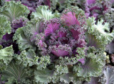 Curly Kale<br>by jrdu