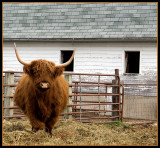 <b>6th</b><br>What are you lookin at? <br> by Cynthiana Kenison