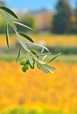 Olives in the Vineyard*