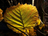 Leaf patterns<br> by geetwee