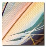 feathers
