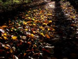 Autumn leaves<br>by geetwee