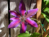 Afternoon Clematis<br>by Ed Sargent