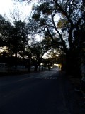 Oak Canopy <br> by mexiwolf