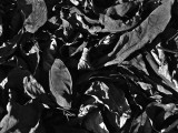 dead leaves <br> by mexiwolf