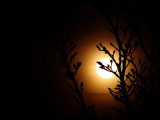 moonlit night<br>by geetwee
