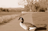 Which way to Canada? * <br> by Quack Eh