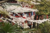 Hanami, Inokashira Koen, March 2007