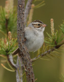 Clay-colored Sparrow, Mio, Michigan, June 2009