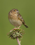 Grasshopper Sparrow, Hamilton Co., OH, May 20, 2010