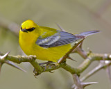 Blue-winged Warbler, Adair WMA, KY