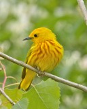 Yellow Warbler, Doe Run Lake, KY