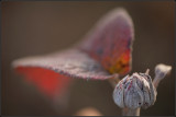 unnoticed beauty