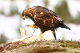 Golden Eagle   Norway