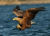 White-tailed Eagle  Norway