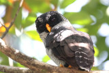 Black-and-White Owl   Costa Rica
