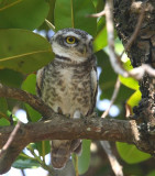 Spotted Owlet  Goa