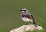 Wheatear  Mainland