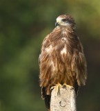 Black Kite  Goa