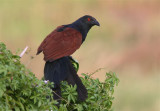 Greater Coucal   Goa