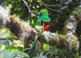 Quetzal