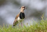 Southern Lapwing  Costa Rica